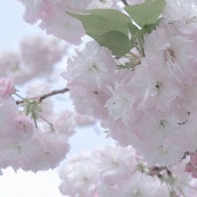 Furry数字绘画教程兽圈社群